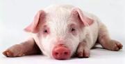 河南桐柏首个猪饲料成本“保险+期货”项目理赔